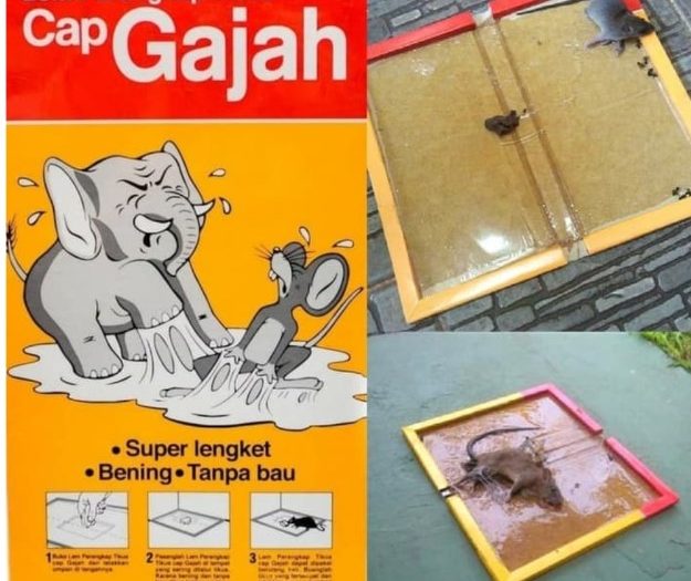 Lem Tikus Cap Gajah