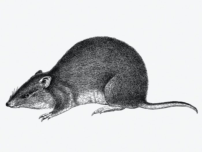 Tikus