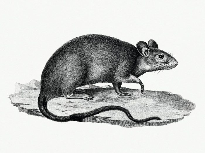 Tikus