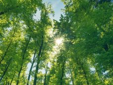 menghitung jejak karbon